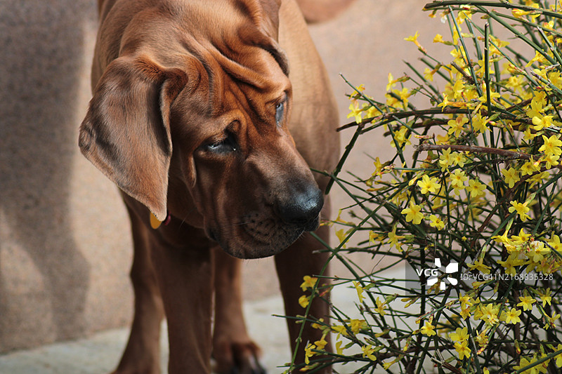 马士提夫犬特写图片素材