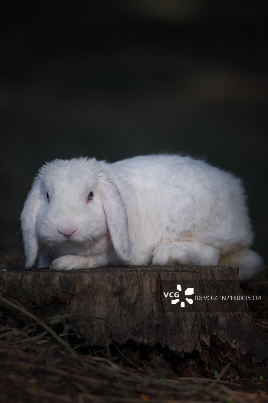 土耳其伊斯坦布尔树桩上的白色兔子特写图片素材