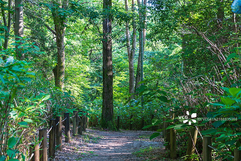 森林中的树木图片素材