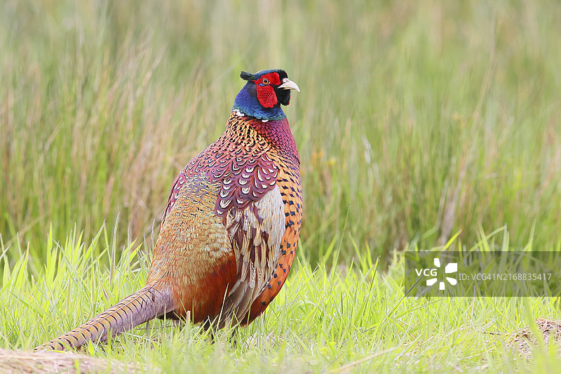 草地上的雄性野鸡（德国下萨克森州）图片素材