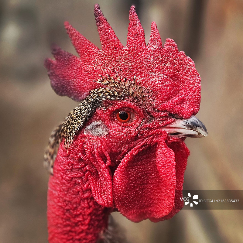 特拉布宗的公鸡特写，土耳其图片素材