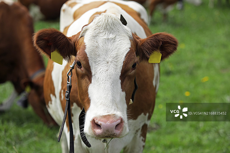 绿草地上的红色奶牛，瑞士的快乐奶牛图片素材
