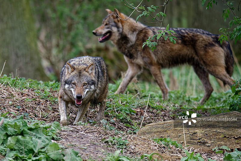 森林中的一对灰狼图片素材