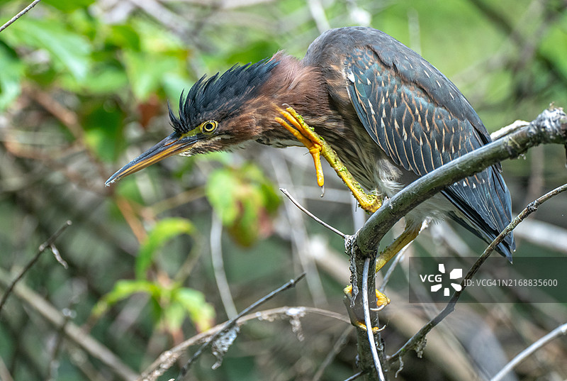 栖息在树枝上的苍鹭特写，美国马萨诸塞州沃本图片素材