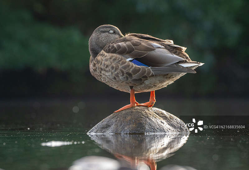 栖息在岩石上鸭子的特写，美国马萨诸塞州沃本图片素材