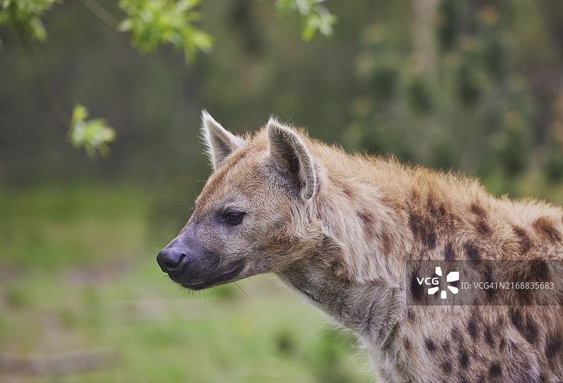 丹麦热带动物园里鬣狗的特写图片素材