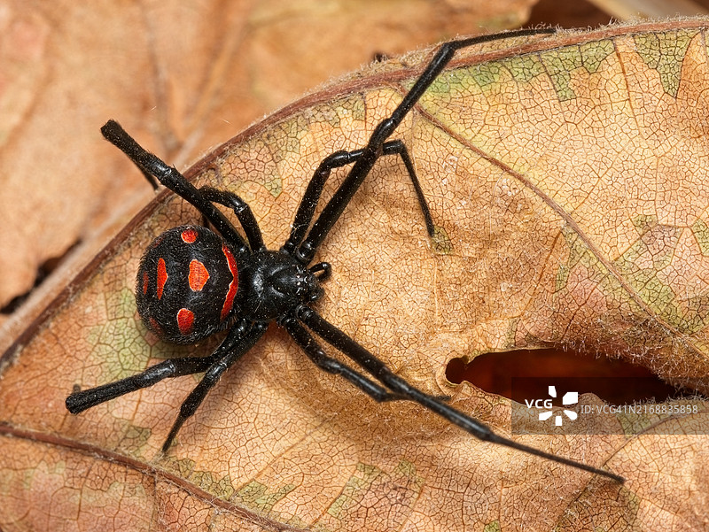 木头上的昆虫特写图片素材