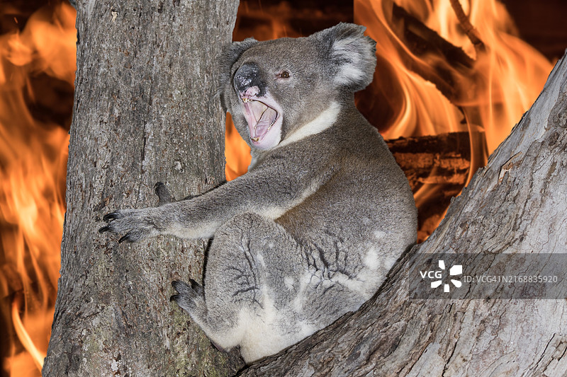 澳大利亚丛林大火中哭喊的考拉图片素材
