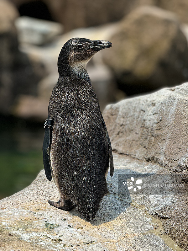 岩石上的企鹅特写，美国宾夕法尼亚州匹兹堡图片素材