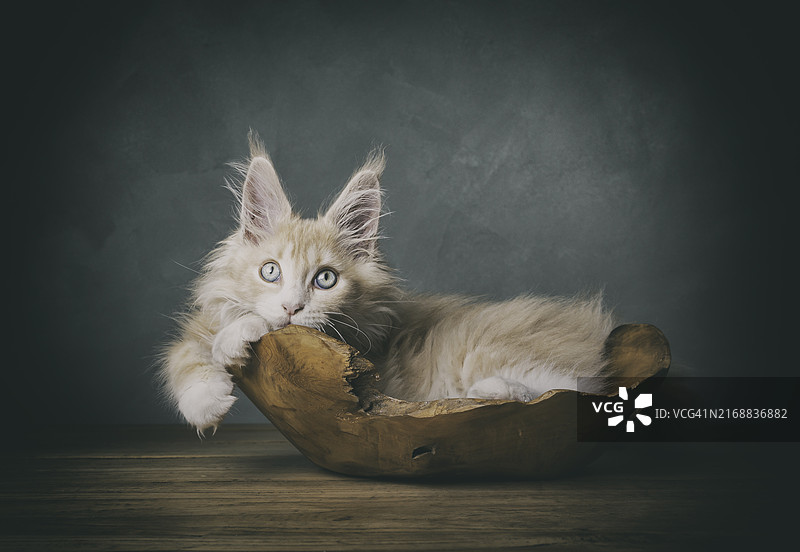 坐在桌子上的猫的画像图片素材