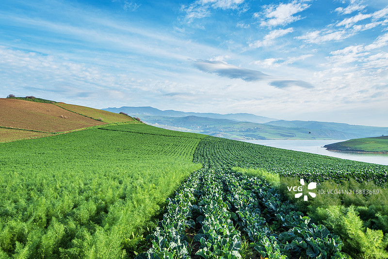 阿尔及利亚的晴空下美丽的农田景色图片素材