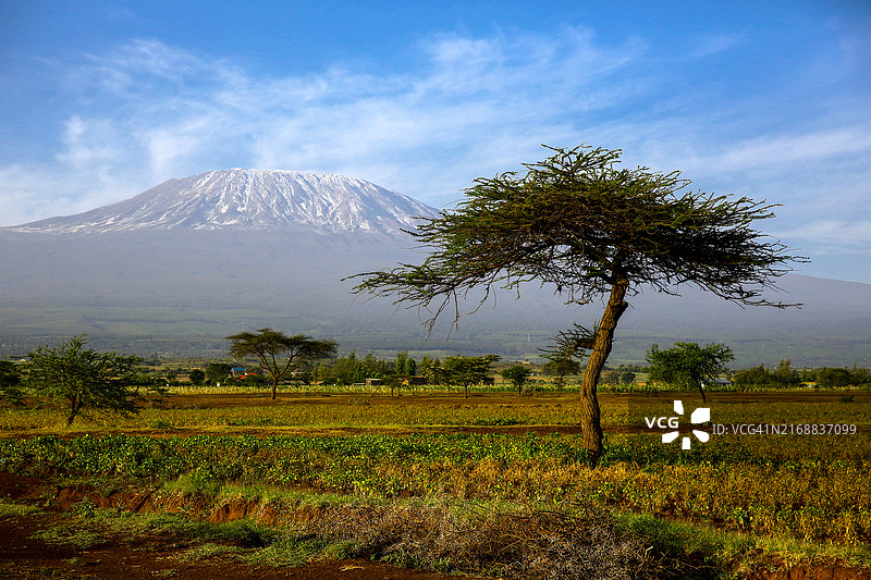 乞力马扎罗山、金合欢树和村庄图片素材