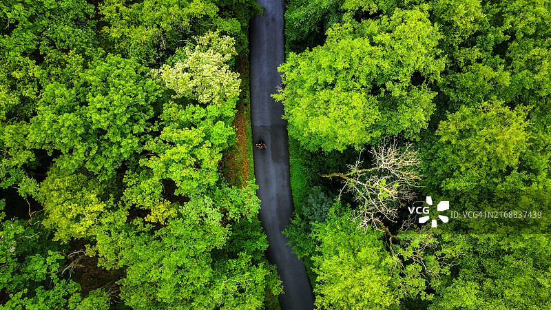 森林树木航拍图片素材
