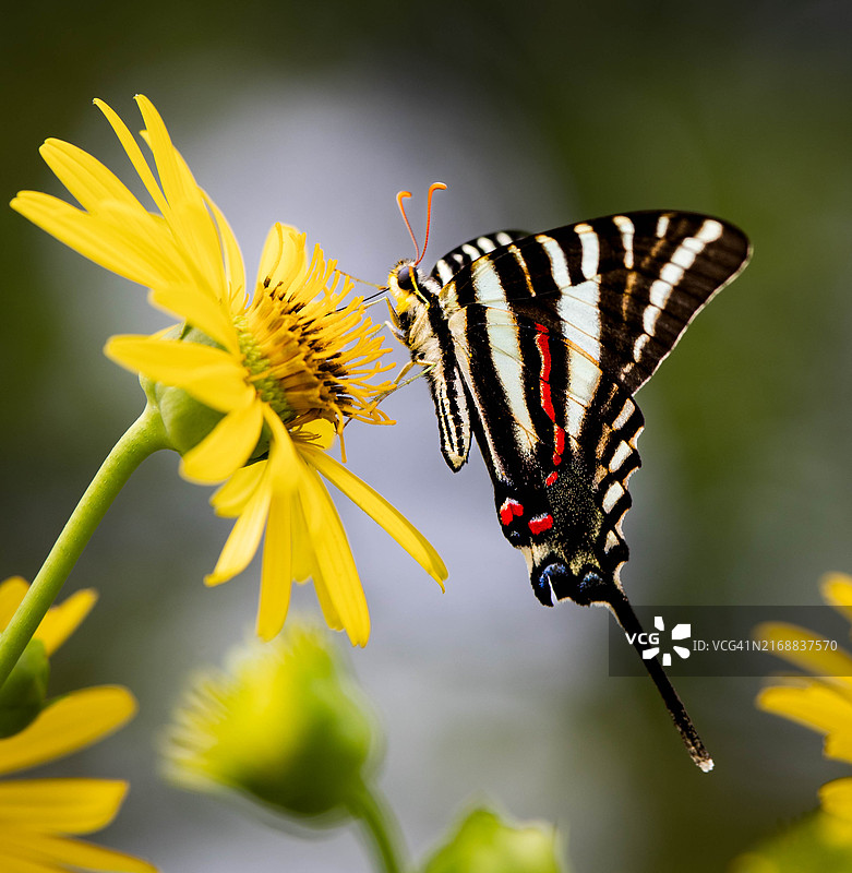 美国北卡罗来纳州莫约克黄色花朵上的蝴蝶特写图片素材