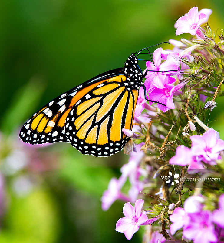 蝴蝶在花上采蜜特写，美国北卡罗来纳州莫约克图片素材