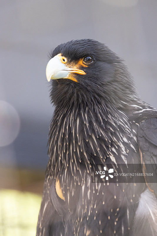 鹰的特写图片素材