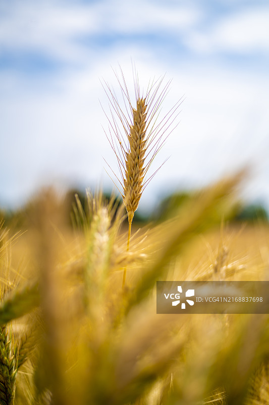天空下的大麦穗图片素材