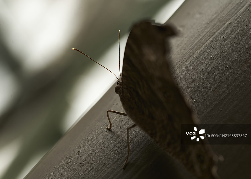 昆虫特写图片素材