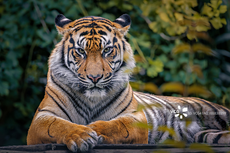 老虎坐在树干上的肖像图片素材