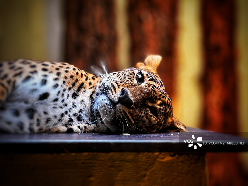 豹子特写图片素材