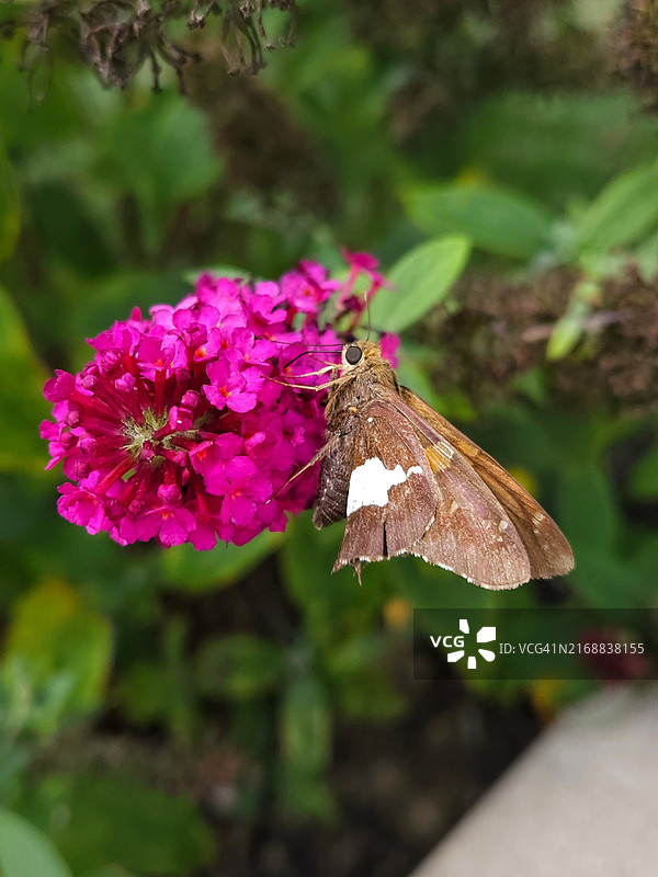 蝴蝶在粉色花朵上特写，都柏林，俄亥俄州，美国图片素材
