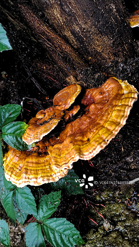 印度昌迪加尔田野蘑菇生长俯视图图片素材