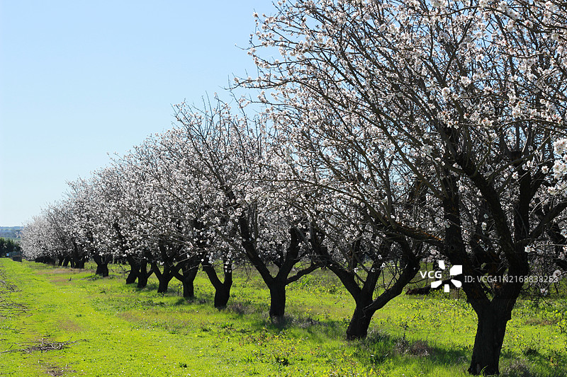 田野上的树木映衬着晴朗的天空图片素材