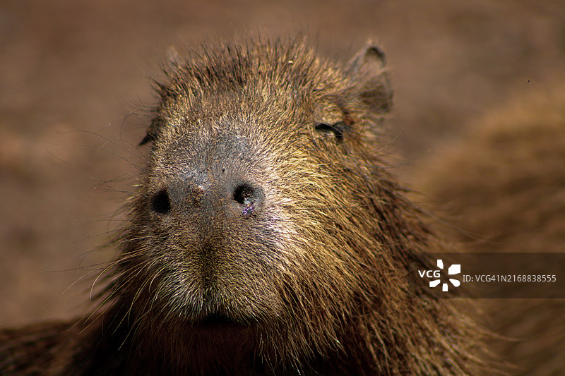 猪的特写图片素材