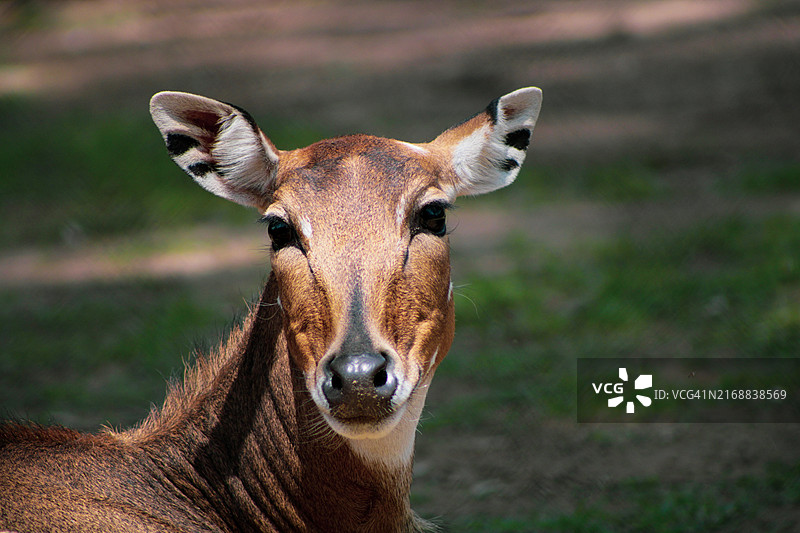 鹿的肖像图片素材