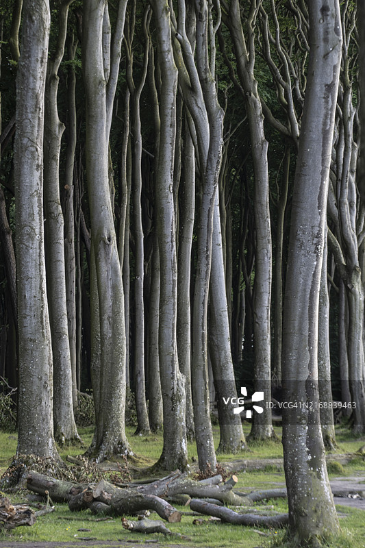 德国梅克伦堡-前波莫瑞州尼恩哈根幽灵森林的榉树林图片素材