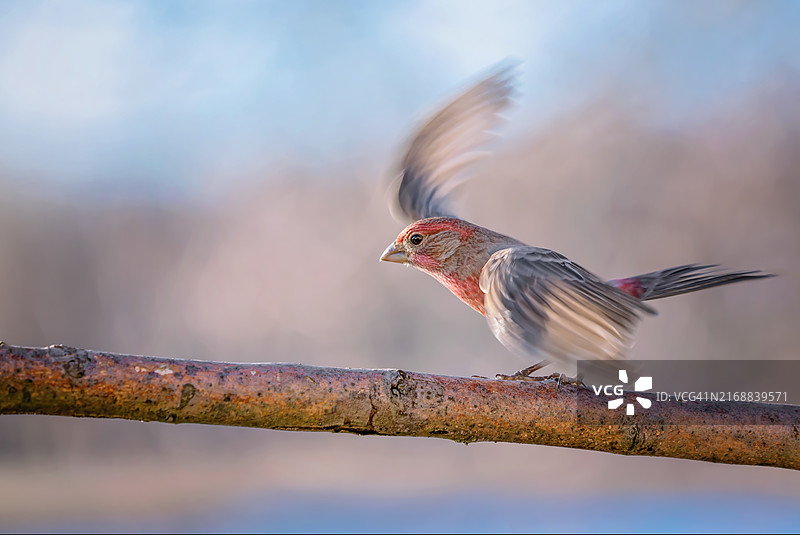 飞羽飘动的雄性家朱雀，美国密歇根州诺维图片素材