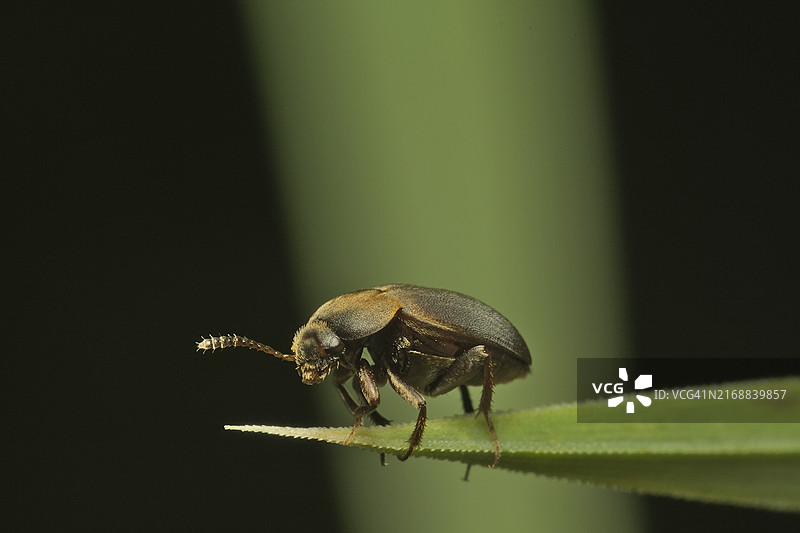 昆虫特写图片素材