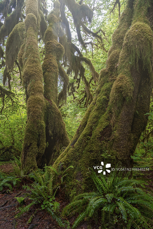 美国华盛顿森林中的树木图片素材