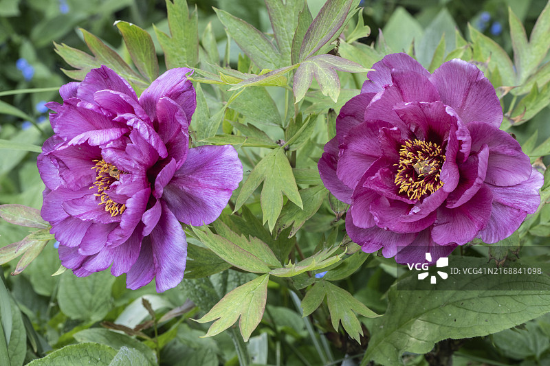 牡丹（Leda），德国下萨克森州埃姆斯兰图片素材