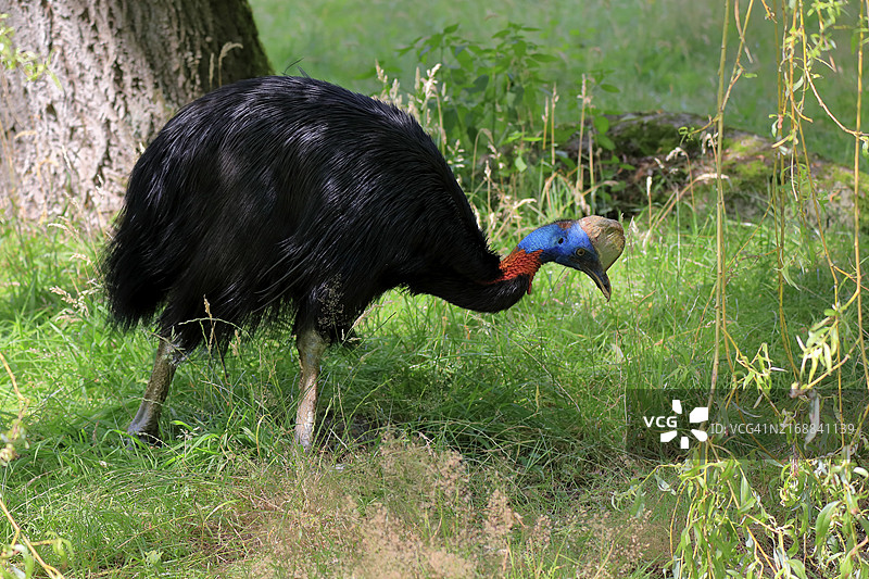单垂鹤鸵，成年，觅食，圈养，巴布亚新几内亚，大洋洲图片素材