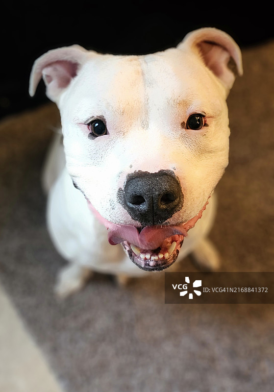 比特犬特写肖像，美国北达科他州沃德县图片素材