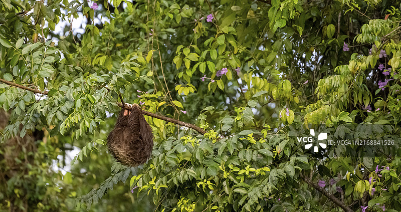 在哥斯达黎加托尔图格罗国家公园细枝上的二趾树懒图片素材