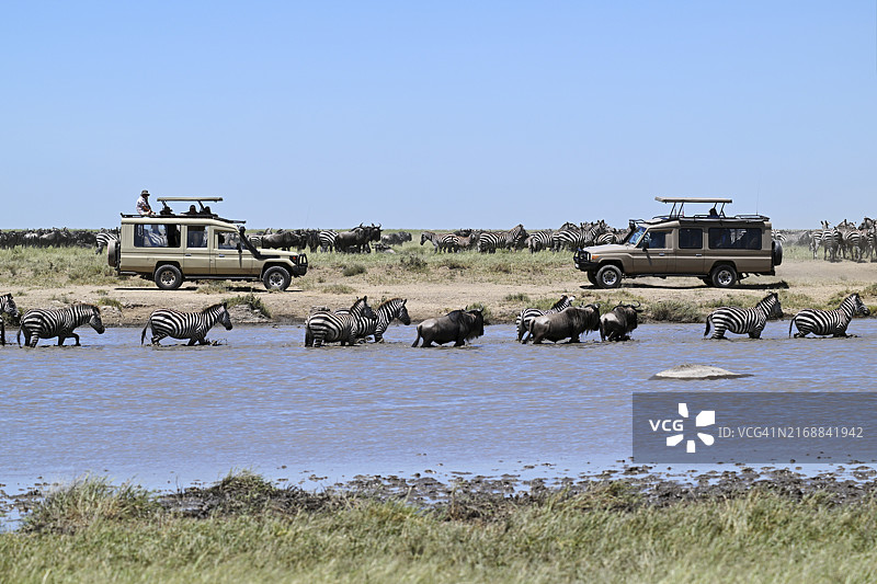 游客在塞伦盖蒂国家公园通过吉普车观看斑马和蓝色角马的迁徙图片素材