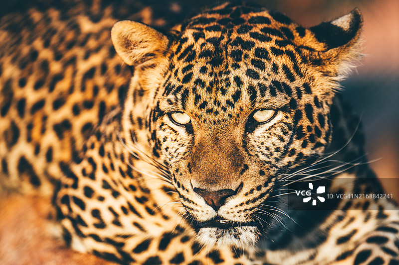 豹子肖像图片素材