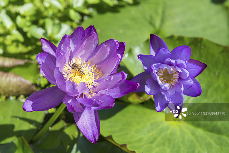 蓝紫色热带睡莲，德国巴登-符腾堡州，蜜蜂图片素材