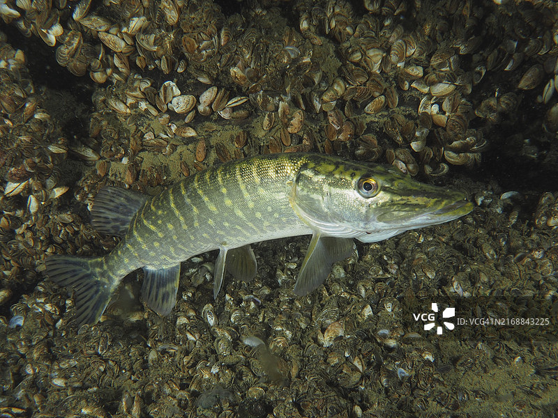 一条梭子鱼在淡水栖息地底部游泳图片素材