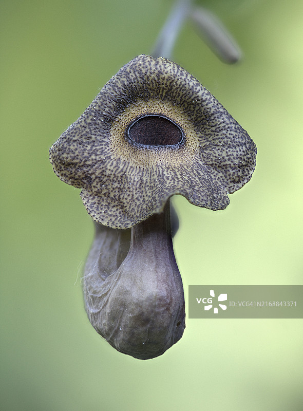 马兜铃花，埃姆斯兰，下萨克森州，德国，欧洲图片素材