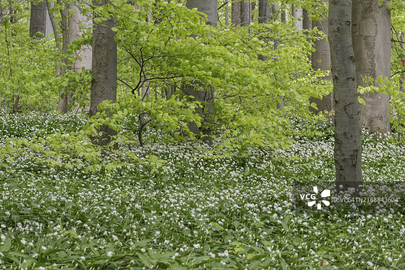 德国图林根州海尼希国家公园的熊葱和山毛榉树叶图片素材