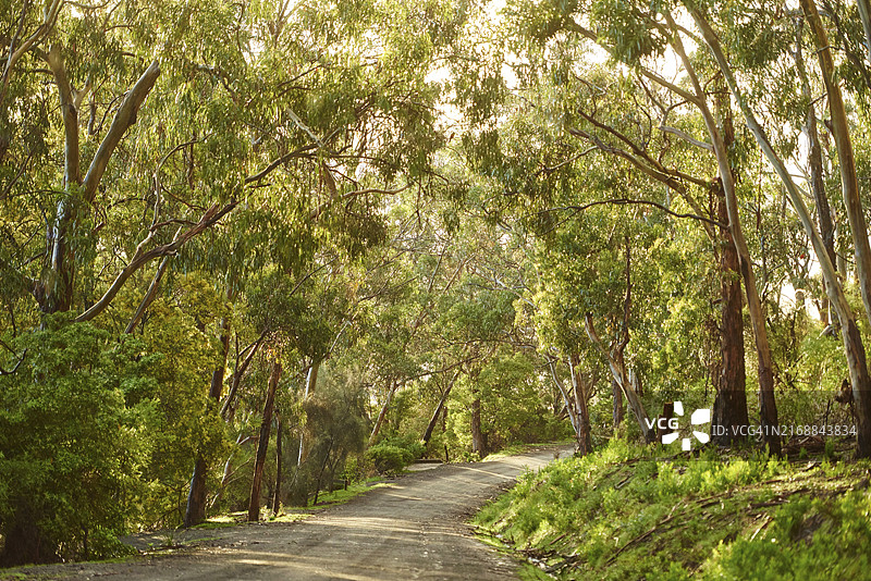 澳大利亚维多利亚州大奥特威国家公园桉树林春季风光图片素材