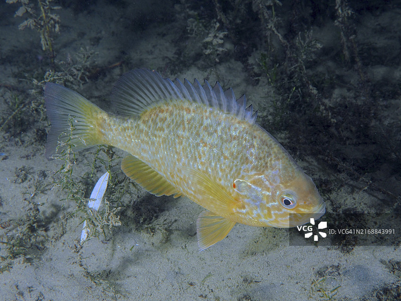一种入侵物种——南瓜籽太阳鱼（Lepomis gibbosus）在被藻类包围的沙质底部游动图片素材
