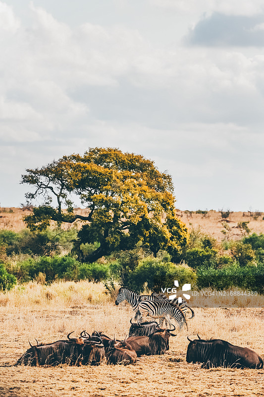 南非，克鲁格国家公园。斑马和角马。图片素材