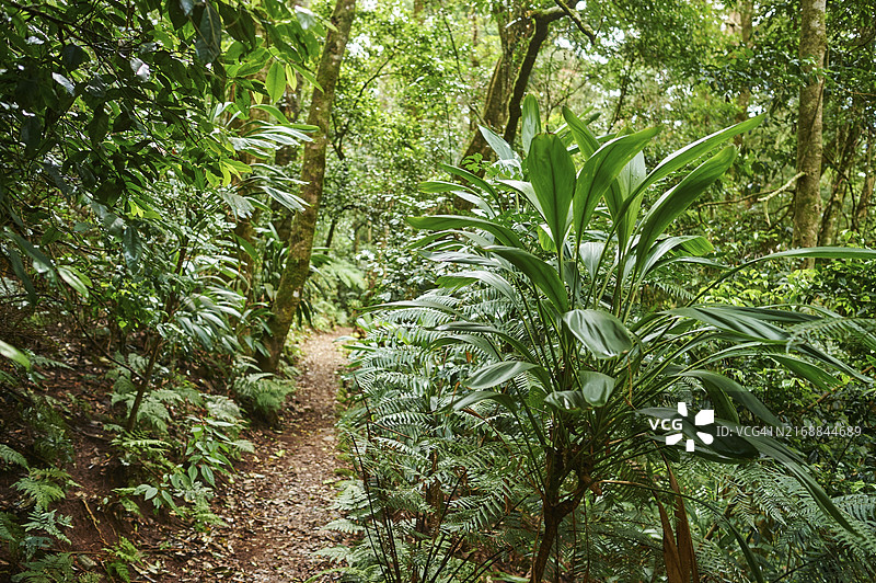 澳大利亚昆士兰州雷明顿国家公园春季雨林徒步小径风光图片素材