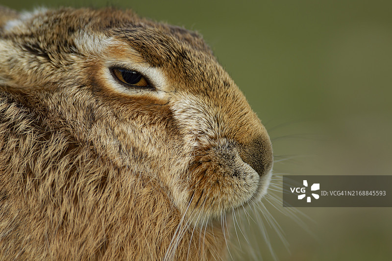 英国萨福克棕色野兔头部特写图片素材