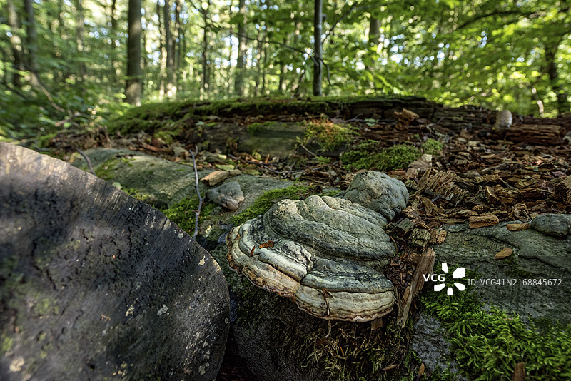 德国黑森霍赫罗茨科普夫山顶山毛榉森林枯木景观图片素材