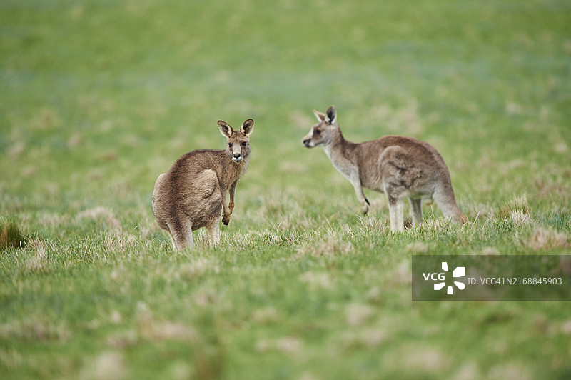东部灰袋鼠（Macropus giganteus）在澳大利亚草地上图片素材
